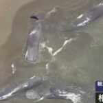 sperm whales and the tsunami