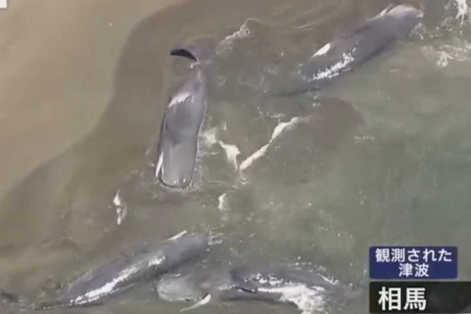 sperm whales and the tsunami