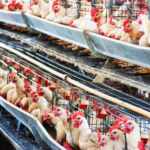 zero caged hens in its egg industry