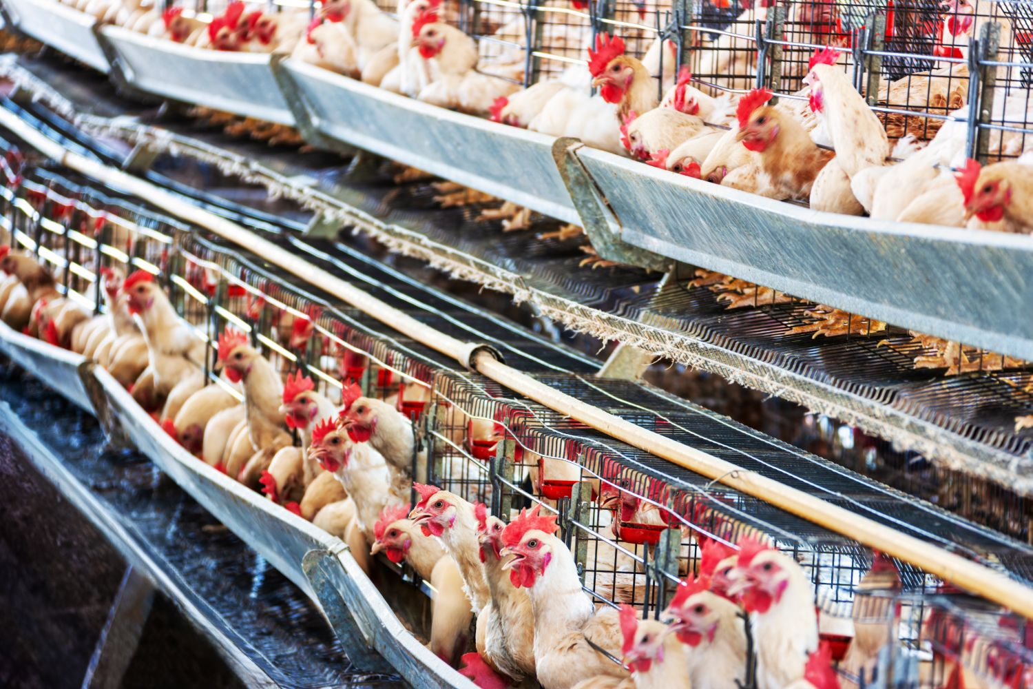 zero caged hens in its egg industry