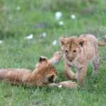 zoo under fire after euthanizing two newborn lions