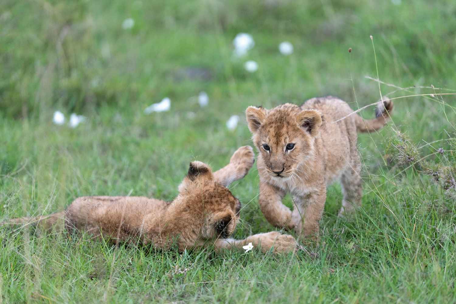 zoo under fire after euthanizing two newborn lions
