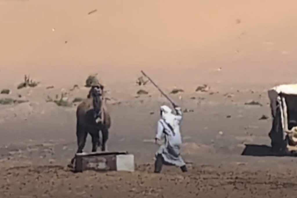 Camels - Morocco