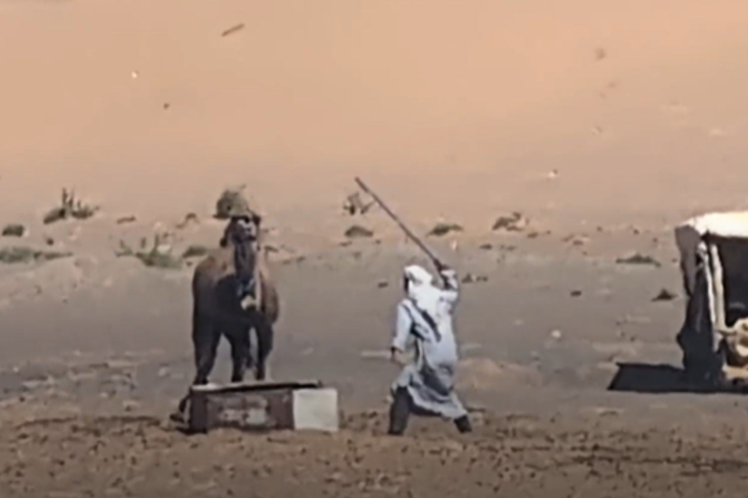 Camels - Morocco