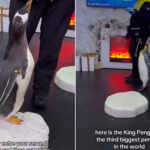 Dining with penguins Dubai