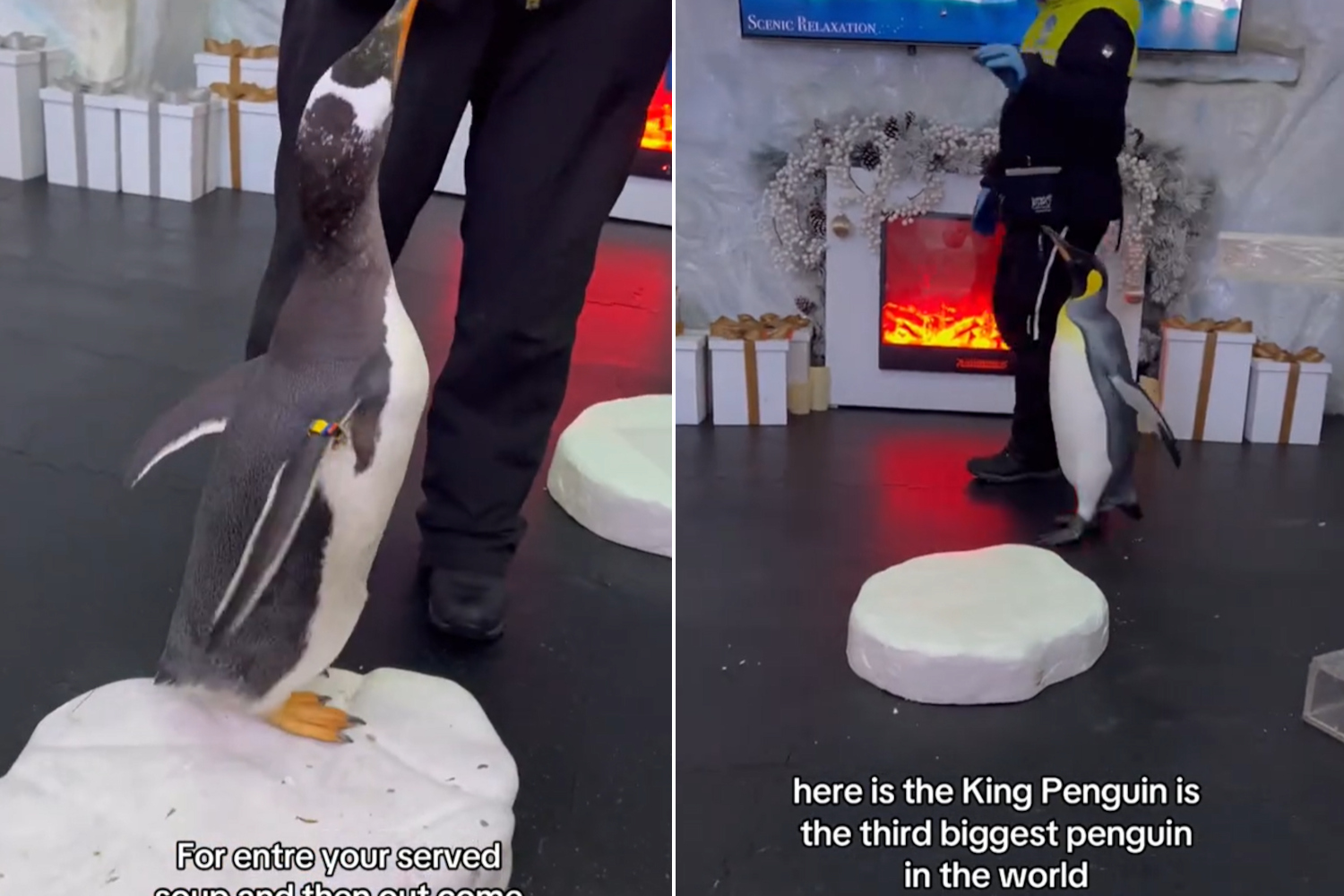 Dining with penguins Dubai