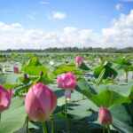 Lotus Flowers