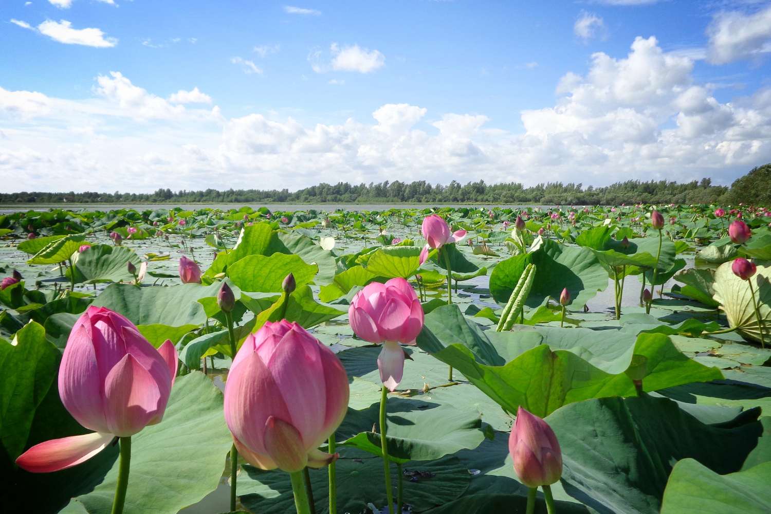 Lotus Flowers