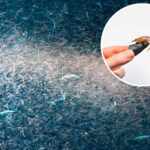 Antarctic fishing ban
