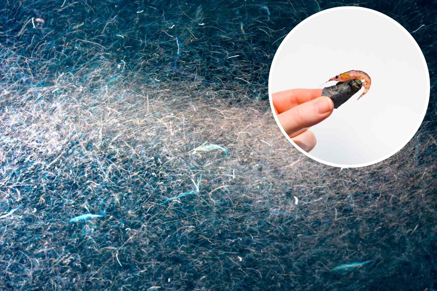 Antarctic fishing ban