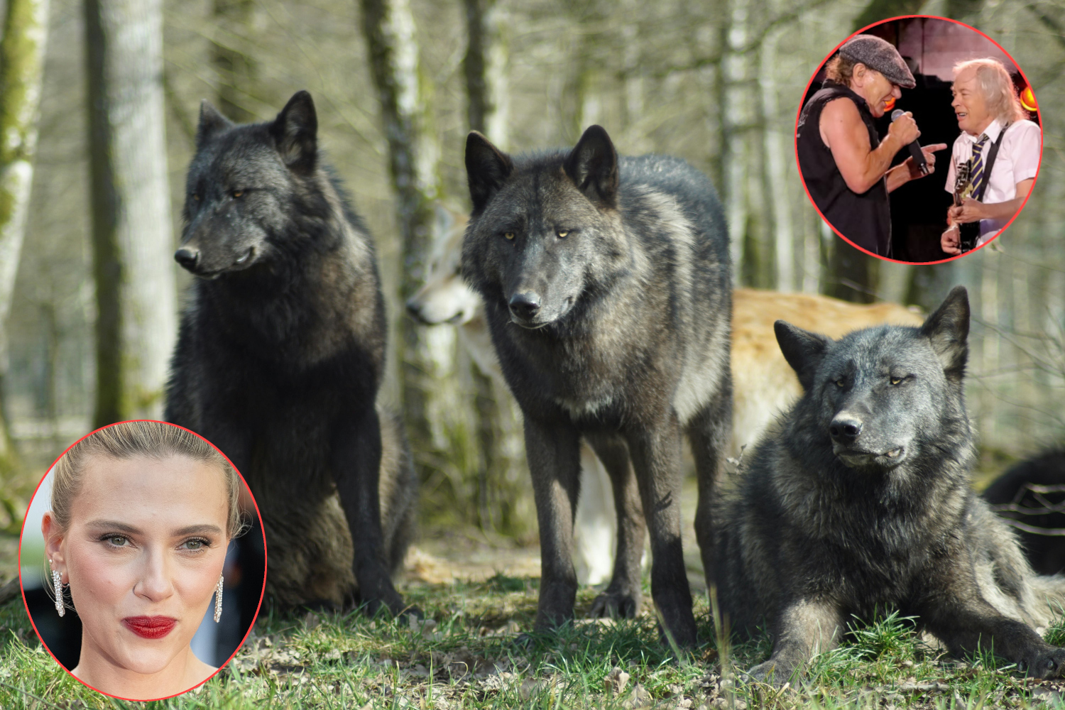 Scarlett Johansson and ACDC vs. Wolves