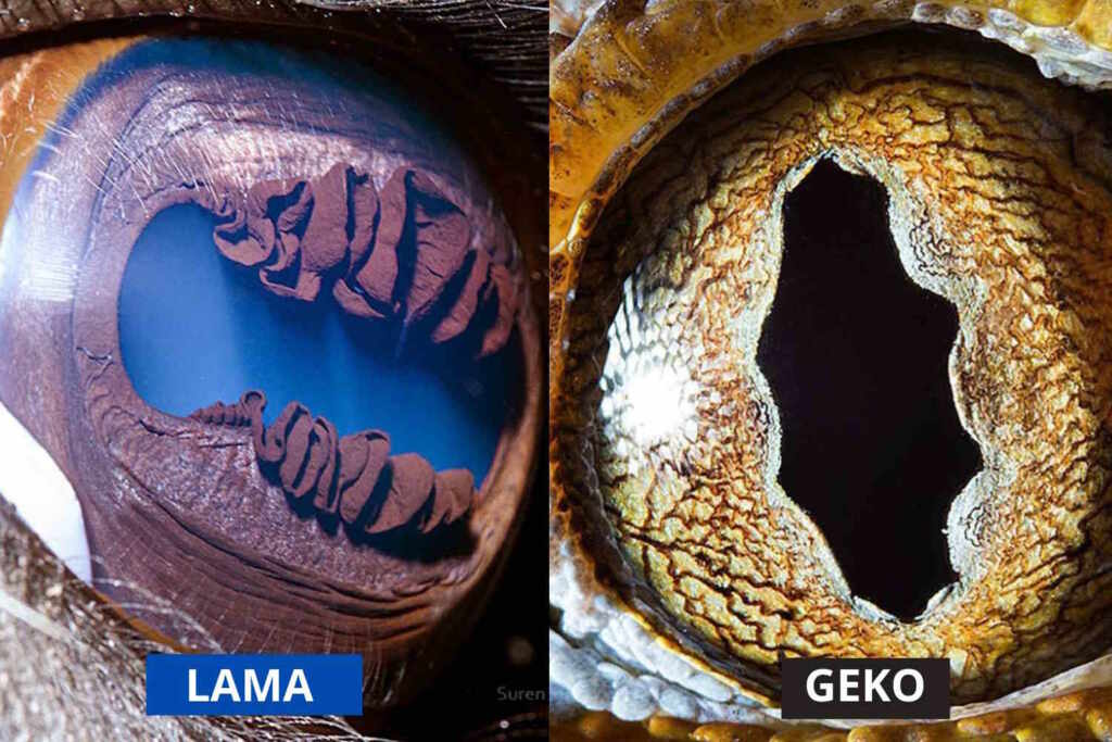 Animal eyes