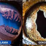 Animal eyes
