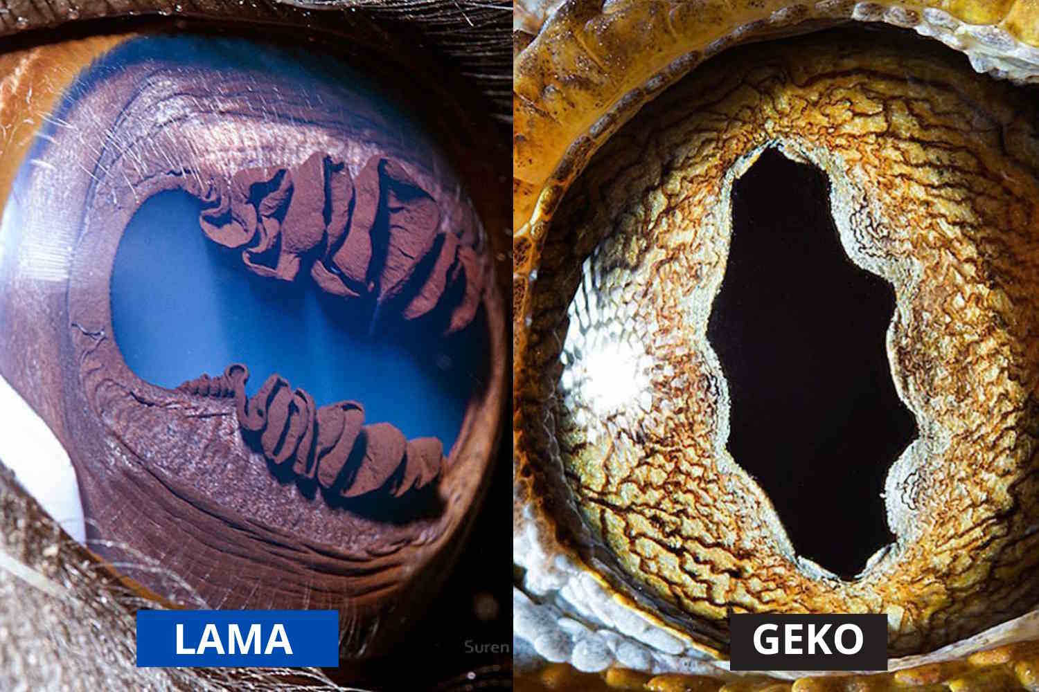 Animal eyes