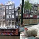 Cat Boat - Amsterdam