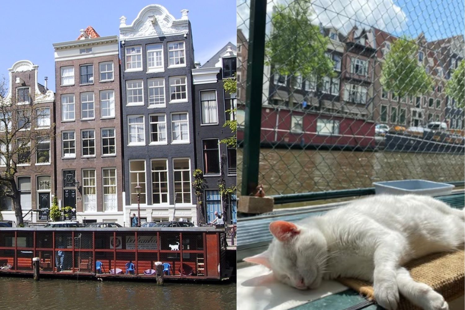 Cat Boat - Amsterdam