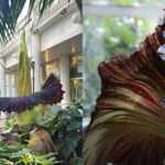 corpse flower