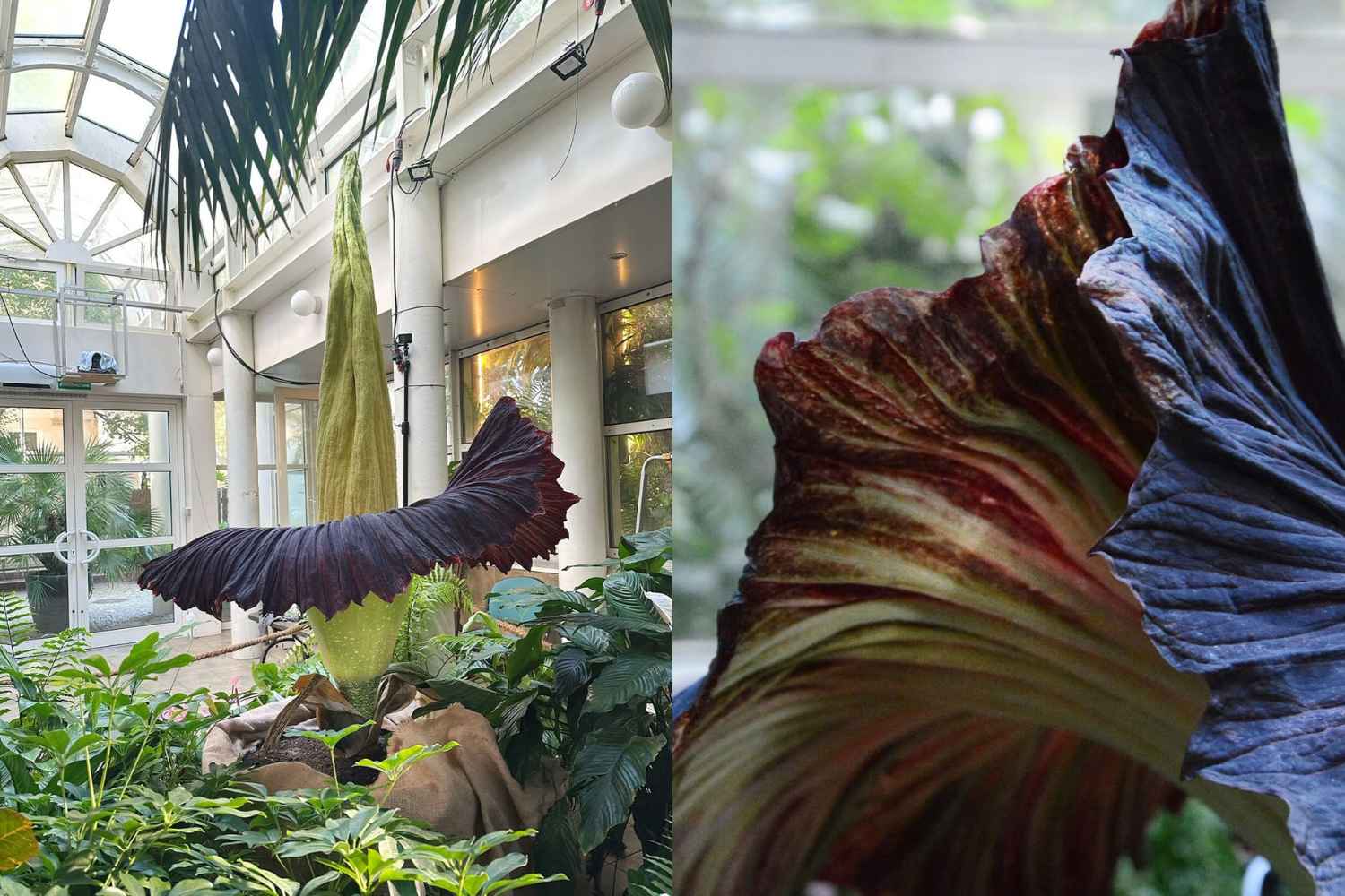 corpse flower