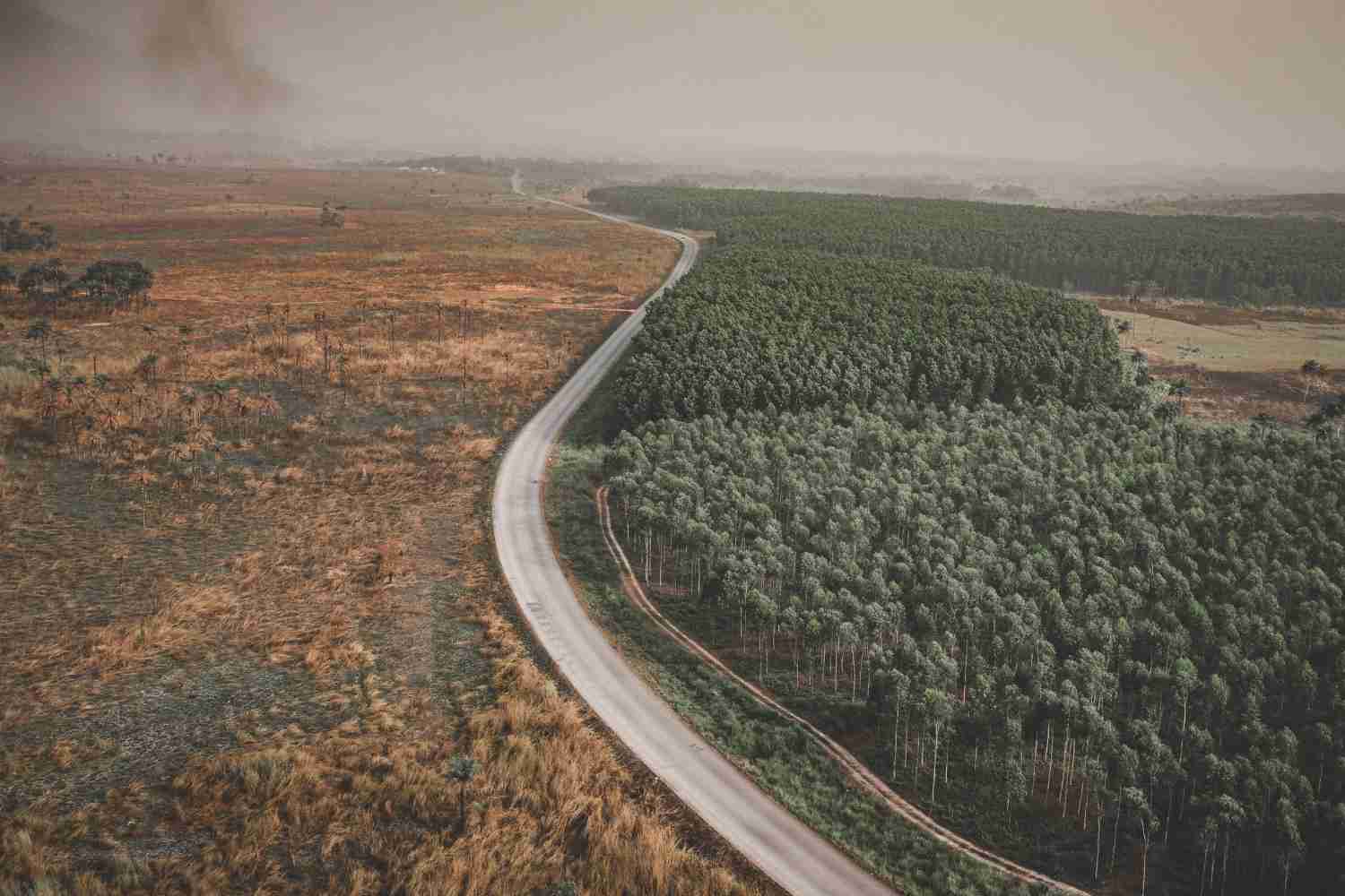 deforestation