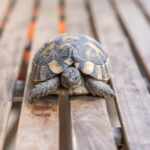 a Herrmann's tortoise