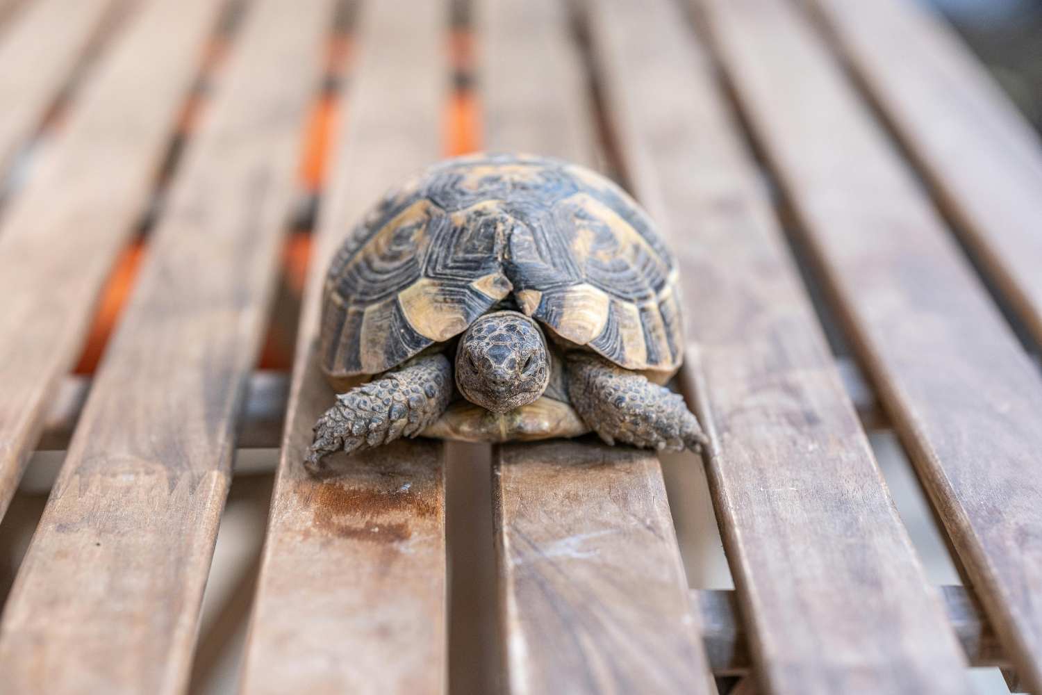 a Herrmann's tortoise