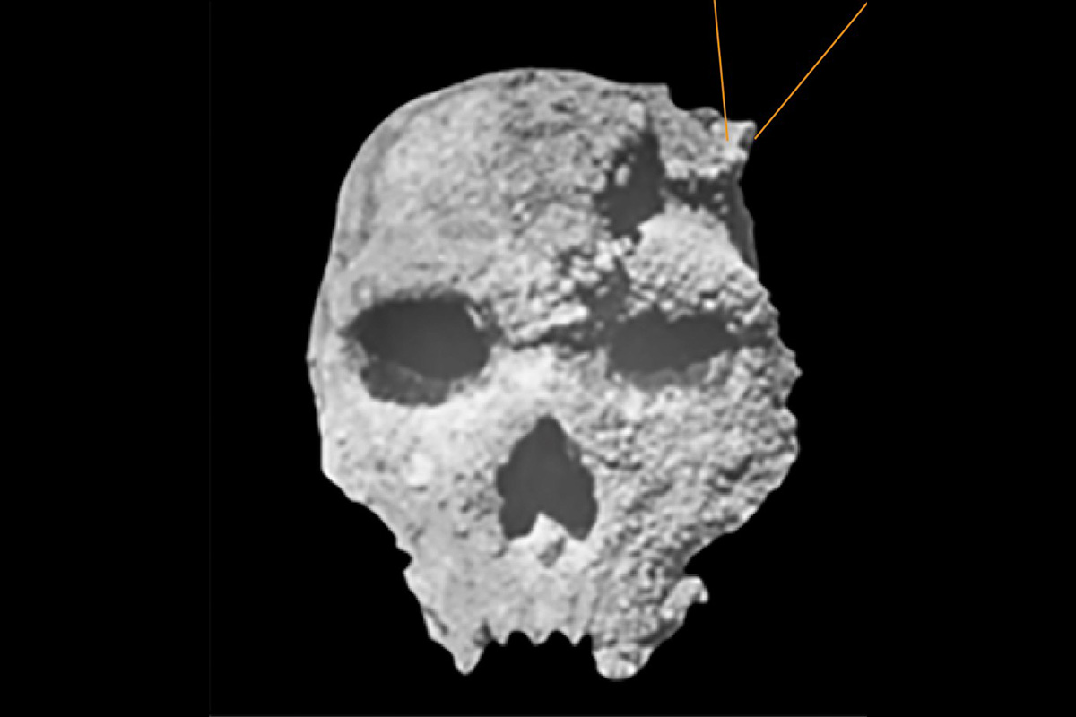 The Petralona skull