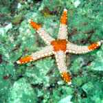 starfish