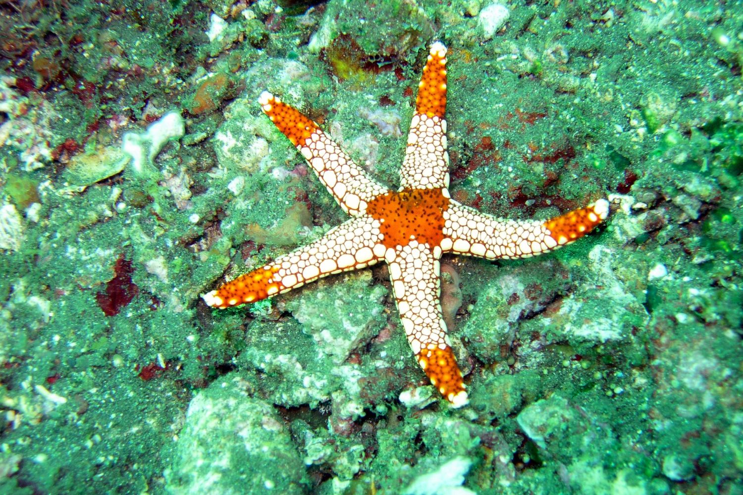 starfish