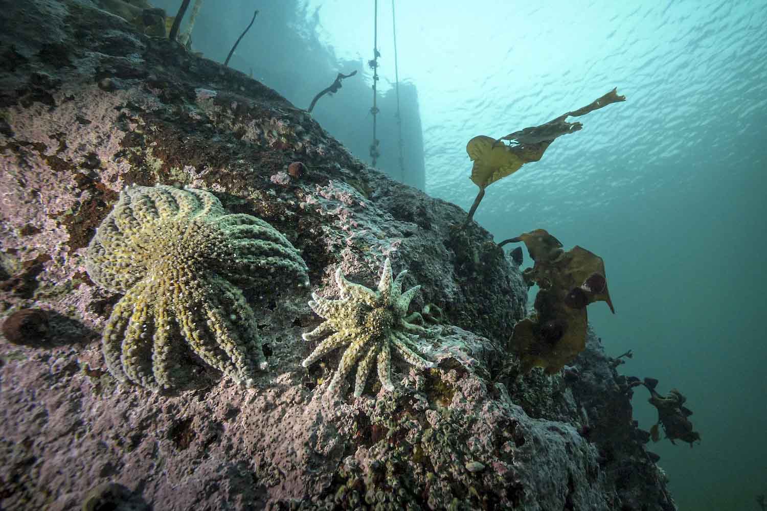 starfish
