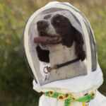 Maple, a English Springer Spaniel, poses near the MSU pollinator performance center. Maple has been trained to detect harmful bacteria in bee hives.