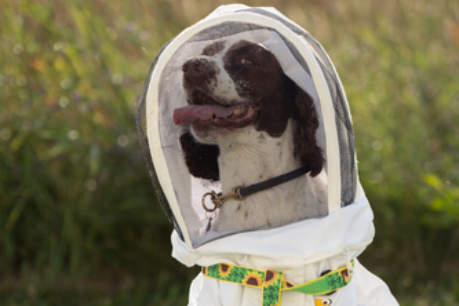 Maple, a English Springer Spaniel, poses near the MSU pollinator performance center. Maple has been trained to detect harmful bacteria in bee hives.