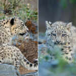 Bheri snow leopard