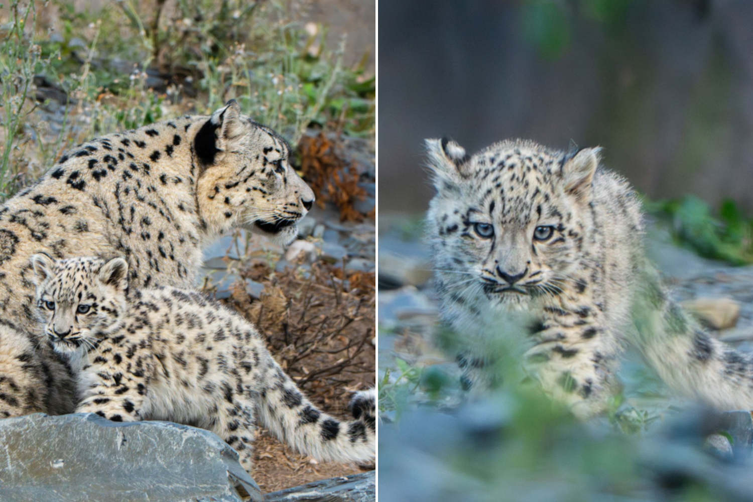 Bheri snow leopard