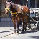 brazil moves to ban animal-drawn carriages