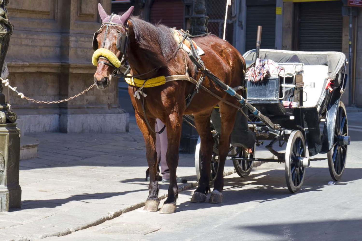 brazil moves to ban animal-drawn carriages