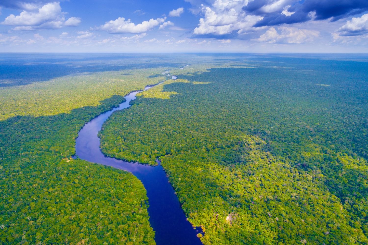 Brazil’s rainforest