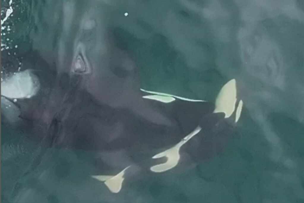 Orca-mother carries dead calf
