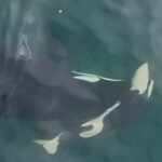 Orca-mother carries dead calf