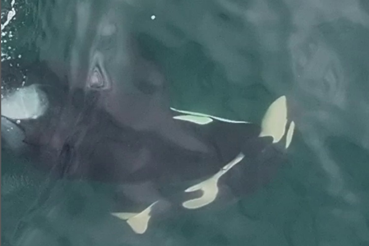 Orca-mother carries dead calf