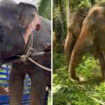 silk the elephant