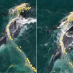 Whale caught in a fishing net