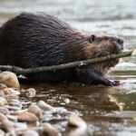 beaver