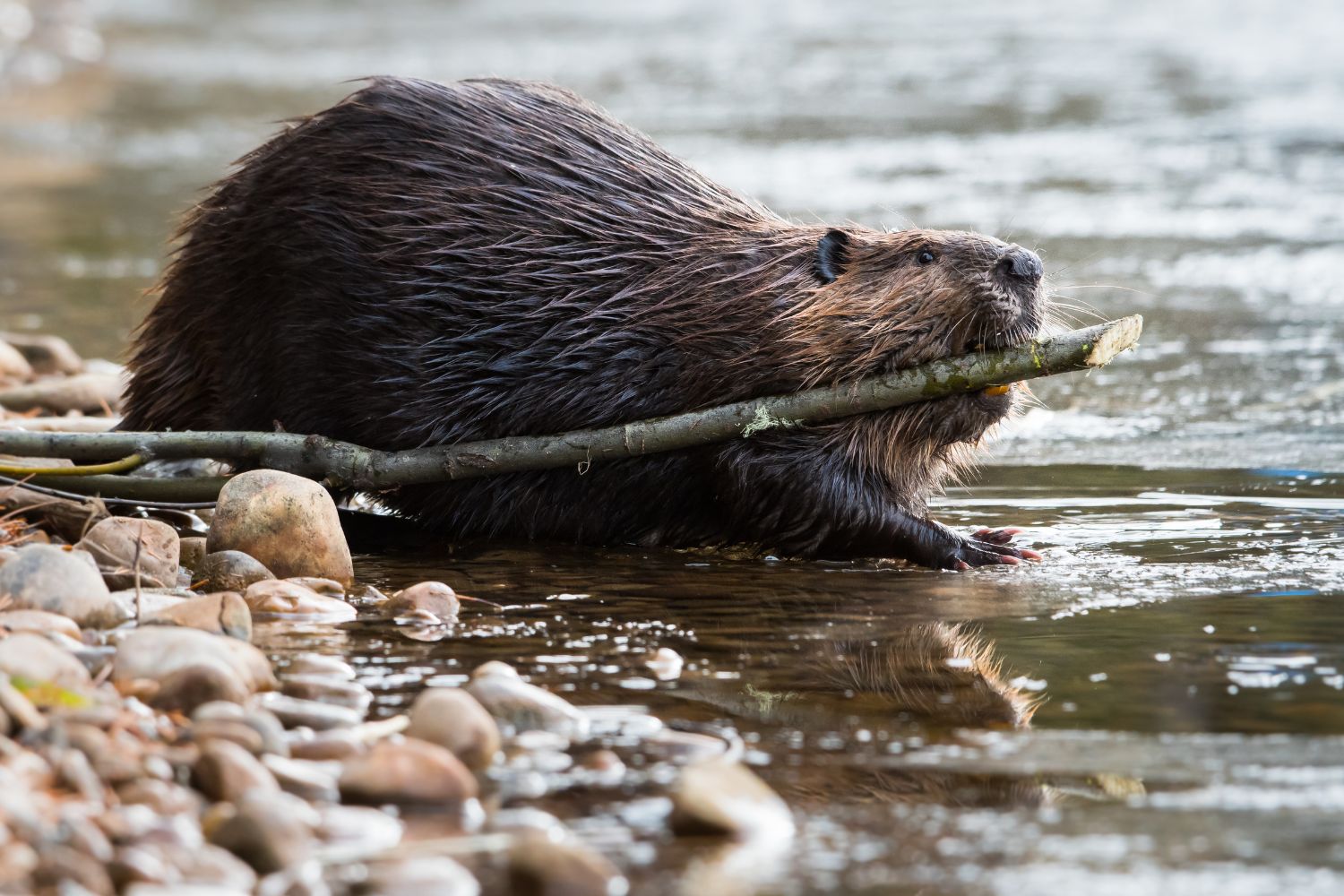 beaver