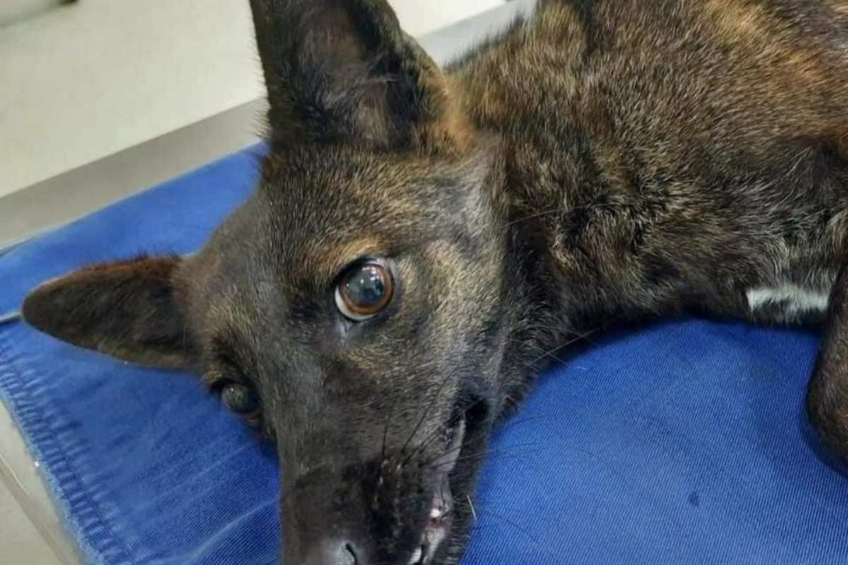 Fox dog hybrid