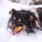 Dog watched over his human friend's body for 23 days in the snow