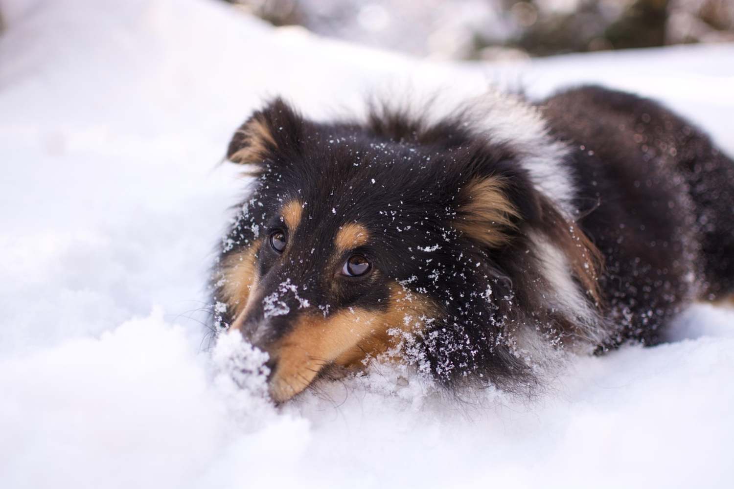 Dog watched over his human friend's body for 23 days in the snow