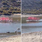 Flamingos