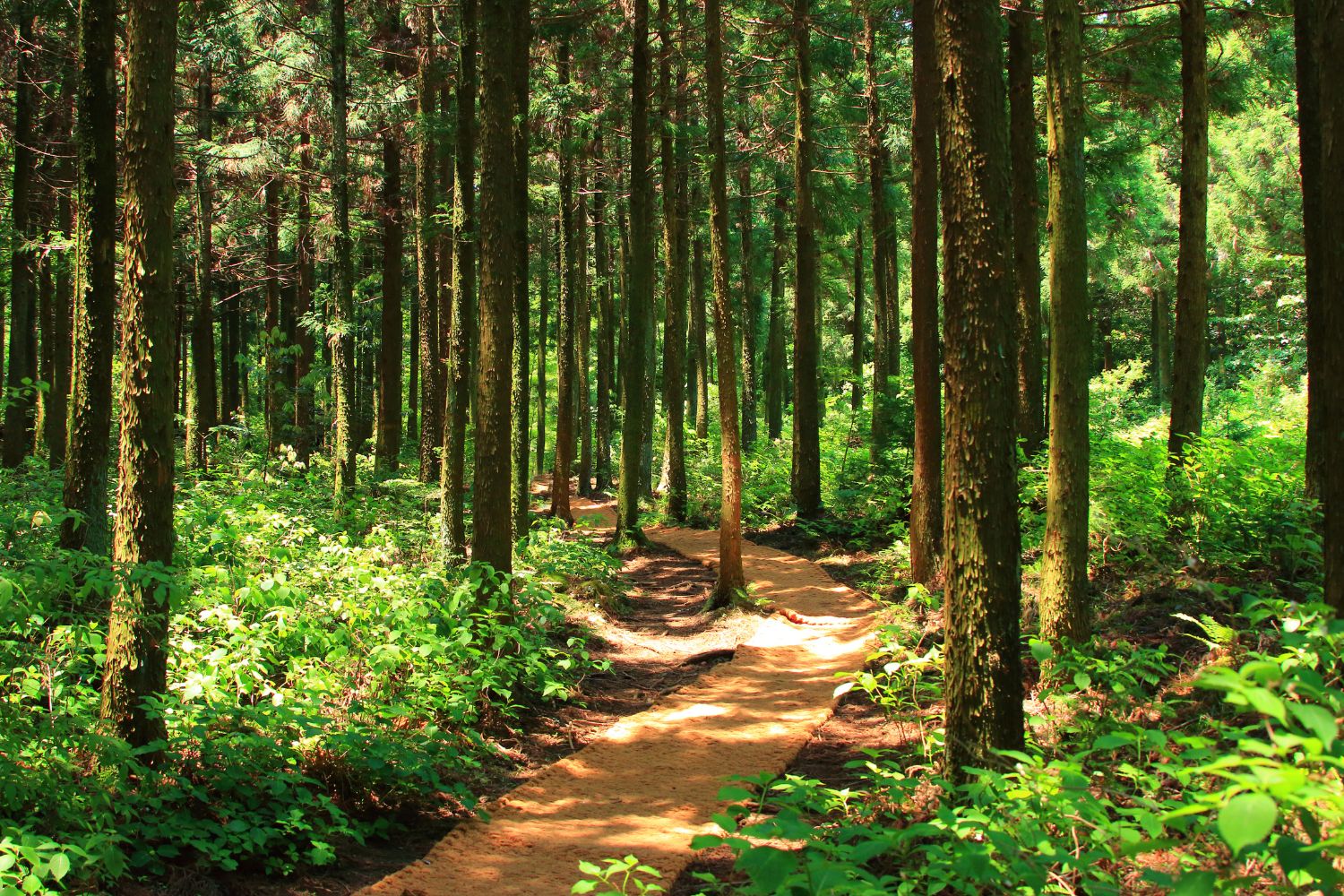 forest