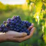 grape