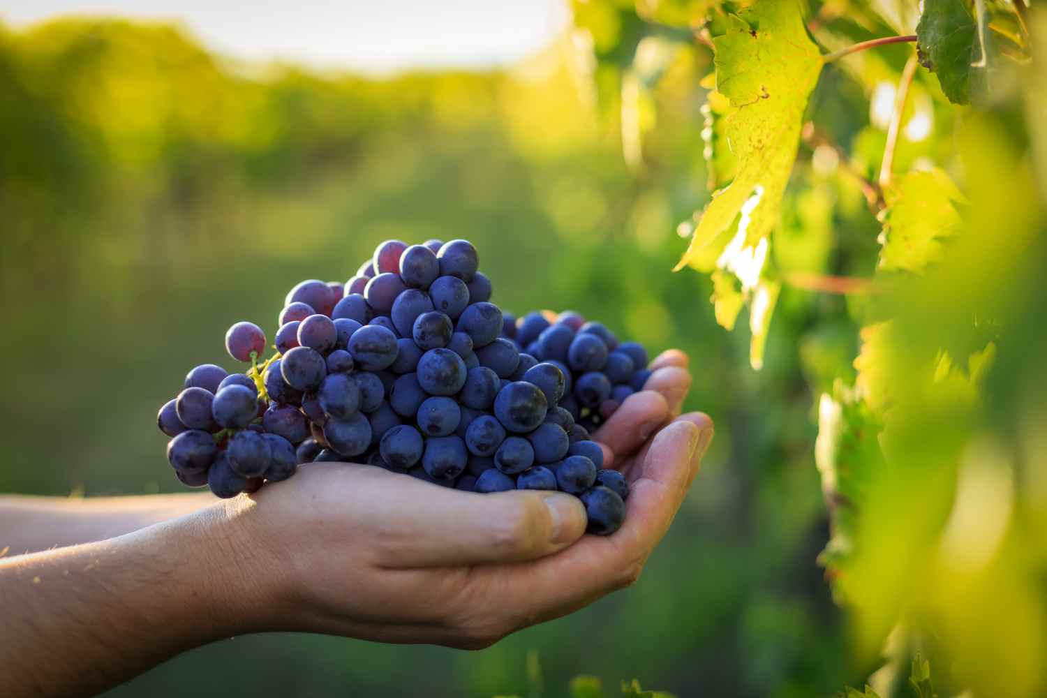 grape